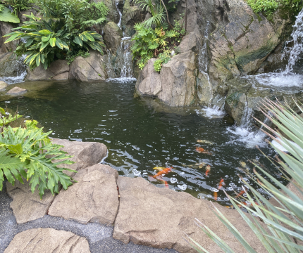 Bassin à poisson paysagé