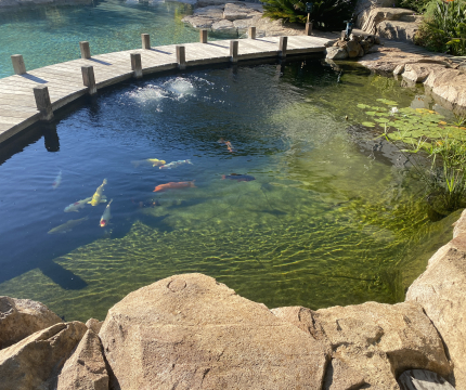 Bassin à poisson en faux rochers