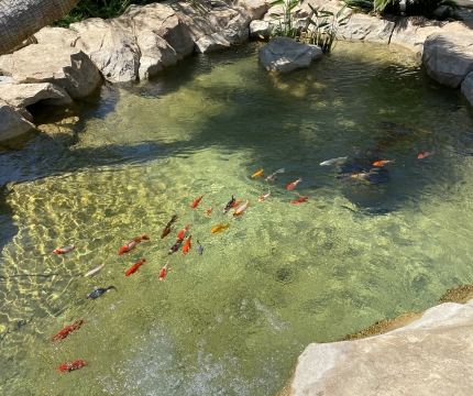 Bassin à poissons en faux rochers